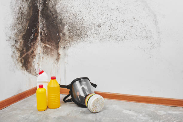 Best Mold Damage Repair  in Ewa Beach, HI