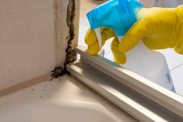 Best Mold Removal Process  in Ewa Beach, HI
