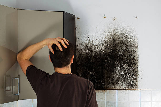 Best Black Mold Removal  in Ewa Beach, HI
