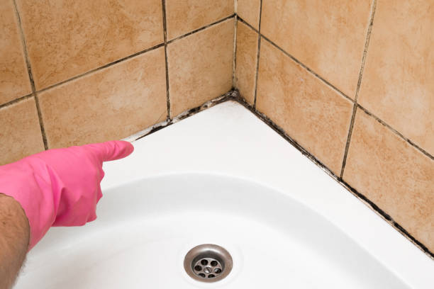 Best Mold Damage Repair  in Ewa Beach, HI